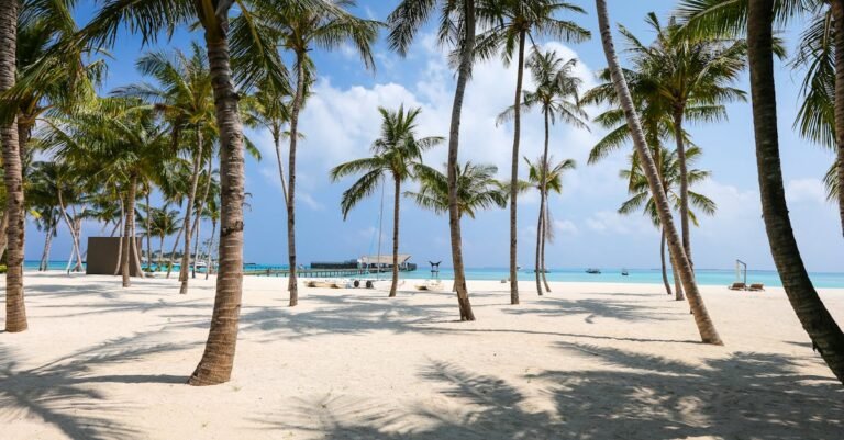 Idyllic tropical beach scene with palm trees and clear blue waters in the Maldives.