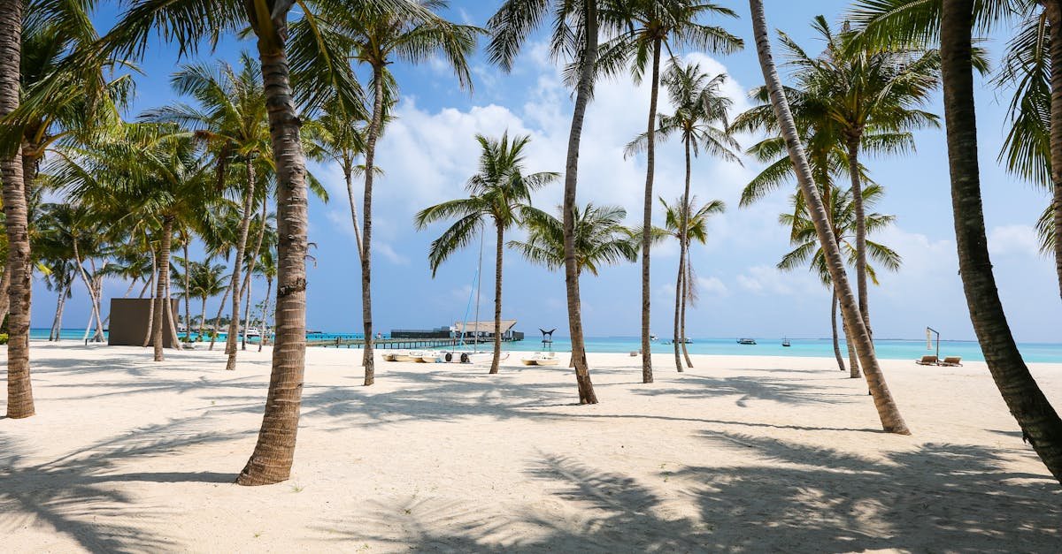 Idyllic tropical beach scene with palm trees and clear blue waters in the Maldives.